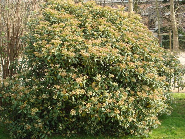 Viburnum tinus fleur